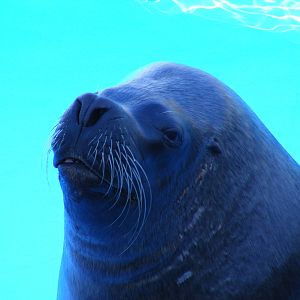 Bruno the Californian sea lion at Selwo Marina, 2 May 2009
