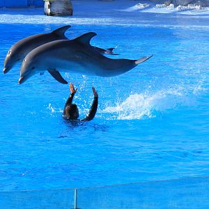 Bottle-nosed dolphins at Selwo Marina, 2 May 2009