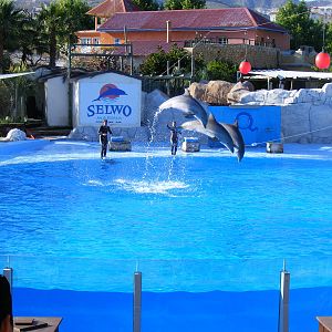 Bottle-nosed dolphins at Selwo Marina, 2 May 2009
