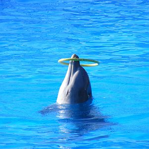 Bottle-nosed dolphin at Selwo Marina, 2 May 2009
