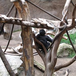 Western lowland gorilla 'Louna'