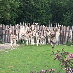 The entire group of baringo giraffes