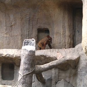 Orang-Utan 'Padana' with her first child