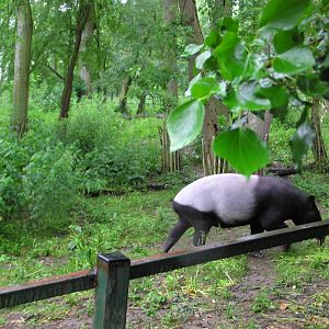 Malayan Tapir Paddock