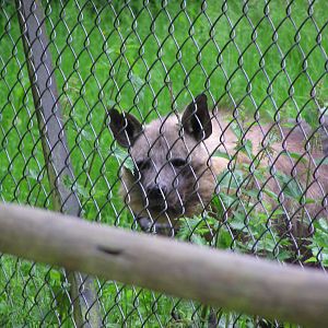 Brown Hyena