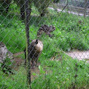 Brown Hyena Enclosure