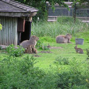 Capybara Family (and Rabbits)