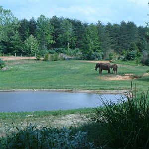 Watani Grasslands- African Elephant Exhibit MAY09