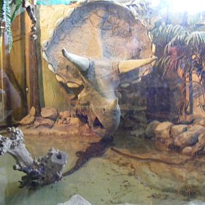 West African dwarf crocodile enclosure at Drusillas Park, 23 May 2009