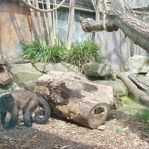 Capuchin monkey enclosure at Drusillas Park, 23 May 2009