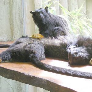 Red-handed tamarins at Drusillas Park, 23 May 2009