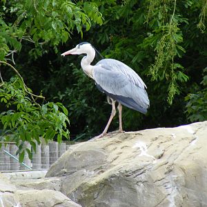 Henry the heron in penguin enclosure at Drusillas Park, 23 May 2009
