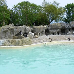 Humboldt penguins with heron (on back wall) at Drusillas Park, 23 May 2009