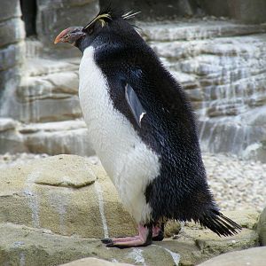 Slasher the rockhopper penguin at Drusillas Park, 23 May 2009