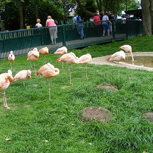 Chilean flamingo enclosure at Drusillas Park, 23 May 2009