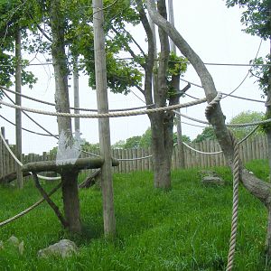 Lar gibbon enclosure at Drusillas Park, 23 May 2009