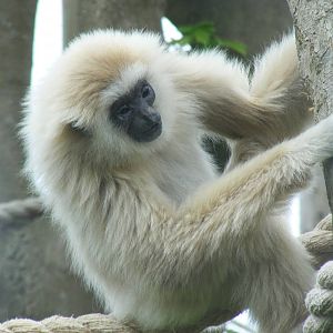 Pattani the lar gibbon at Drusillas Park, 23 May 2009