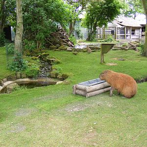 Capybara, mara and North American beaver mixed enclosure at Drusillas Park,
