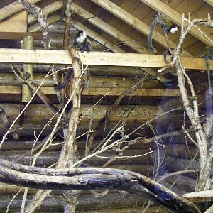 Geoffroy's marmoset enclosure at Drusillas Park, 23 May 2009