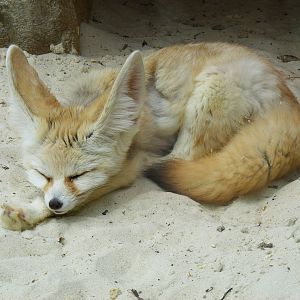 Albert the fennec fox at Drusillas Park, 23 May 2009