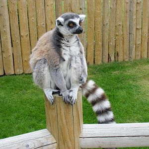 Ring-tailed lemur in Lemurland exhibit at Drusillas Park, 23 May 2009