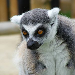 Ring-tailed lemur in Lemurland exhibit at Drusillas Park, 23 May 2009
