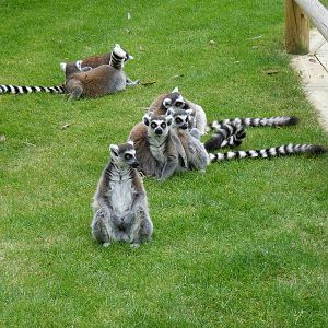 Ring-tailed lemurs in Lemurland exhibit at Drusillas Park, 23 May 2009