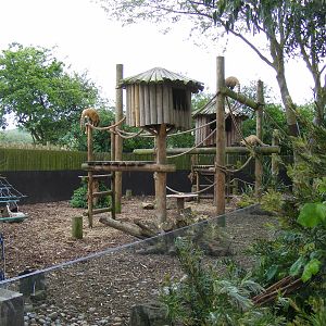 Coati enclosure at Drusillas Park, 23 May 2009