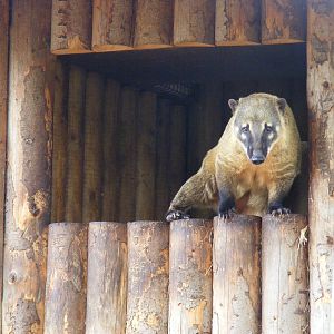 Coati at Drusillas Park, 23 May 2009