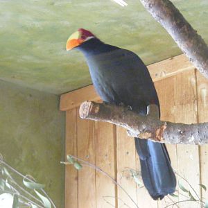 Louries or Shai the violaceous turaco at Drusillas Park, 23 May 2009