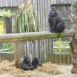 Gimpy, Gizmo and Murgo the Sulawesi crested macaques at Drusillas Park, 23