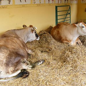 George and Snowdrop the Jersey cows at Drusillas Park, 23 May 2009