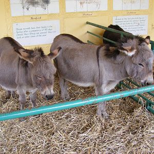 Miniature donkeys at Drusillas Park, 23 May 2009