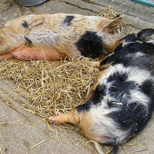 Peppa and Rusty the kune kune pigs at Drusillas Park, 23 May 2009
