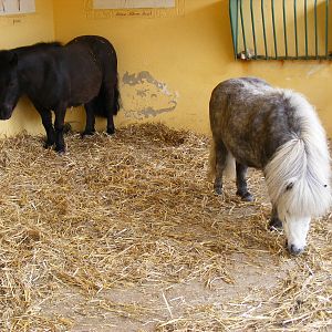 Smudge and Treacle the Shetland ponies at Drusillas Park, 23 May 2009