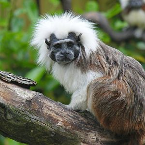 Cotton-top tamarin at Drusillas Park, 23 May 2009