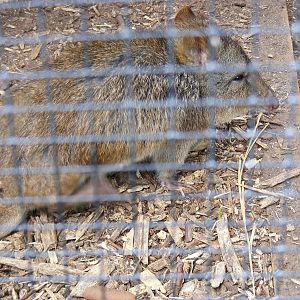 Frank or Rufus the long-nosed potoroo at Drusillas Park, 23 May 2009