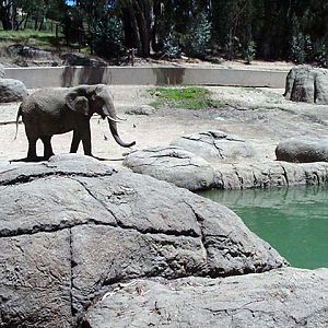 African Elephant