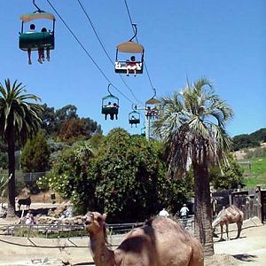 Camel and Skyride