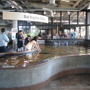 Bat Ray Touch Tank