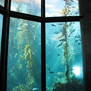 Kelp Forest
