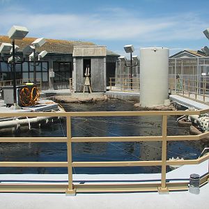 Kelp Forest Top View