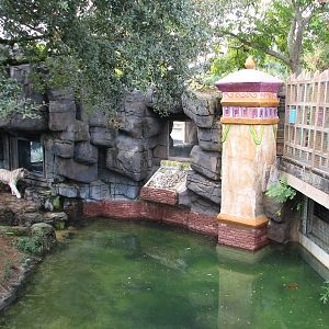 Asian Gardens Tiger Exhibit