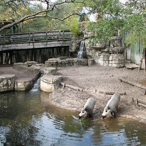 Asian Gardens Bearded Pig Exhibit
