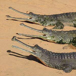 Gharial exhibit