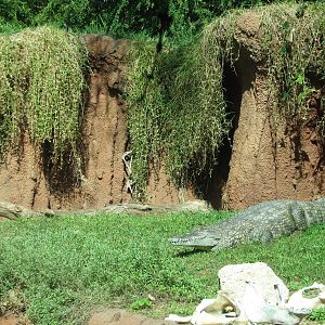 African Savanna Crocodile Exhibit