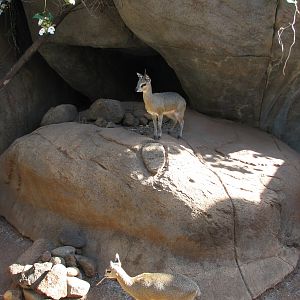 African Savanna Kopje Exhibit