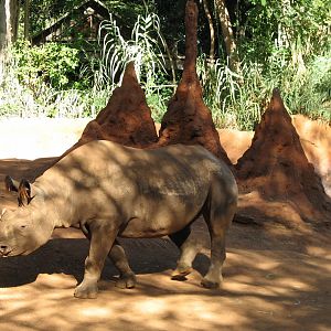 African Savanna Black Rhinoceros Exhibit