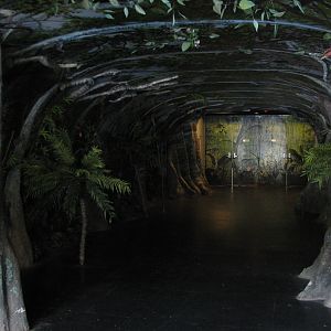 Tropical Forest Entry