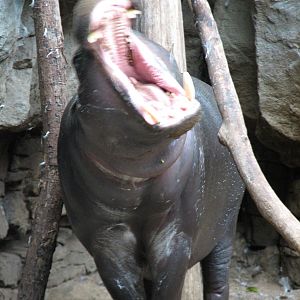 Tropical Forest Pygmy Hippopotamus